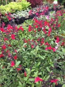 Salvia "Crimson & Black"