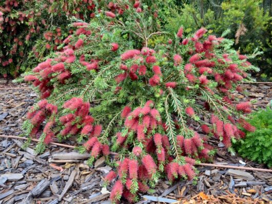 A vibrant Callistemon 'Betka Beauty' 6" Pot shrub, commonly known as bottlebrush, in full bloom with its distinctive red cylindrical flower spikes.