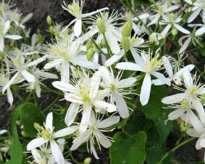 Clematis "Southern Stars"