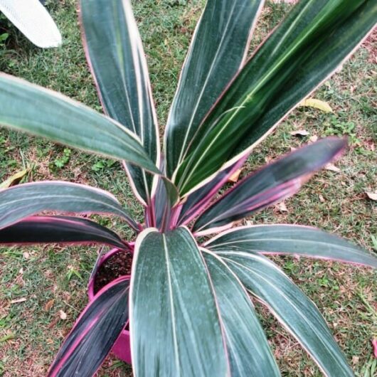 Cordyline "Pink Diamond"