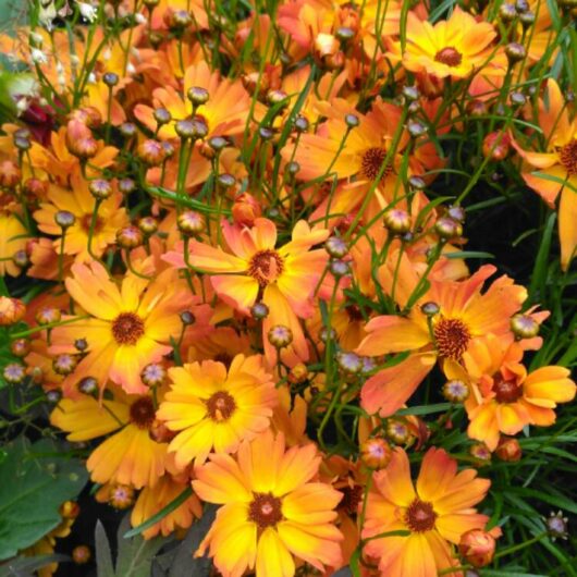 A cluster of vibrant orange-yellow Coreopsis 'Mango Punch' flowers in full bloom, interspersed with unopened buds in a Coreopsis 'Mango Punch' 6" pot.