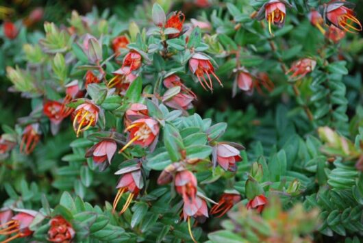 Vibrant red Darwinia 'Lemon Scented' 6" Pot flowers with orange stamen details, amid lush green foliage.