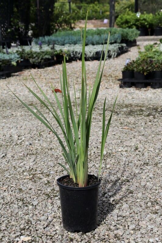 A potted ornamental grass plant, Dianella revoluta 'Black Anther Lily' 6" Pot, on a gravel surface, surrounded by other plants in a nursery setting.