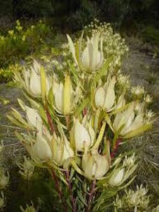 Leucodendron "Moon Glow"