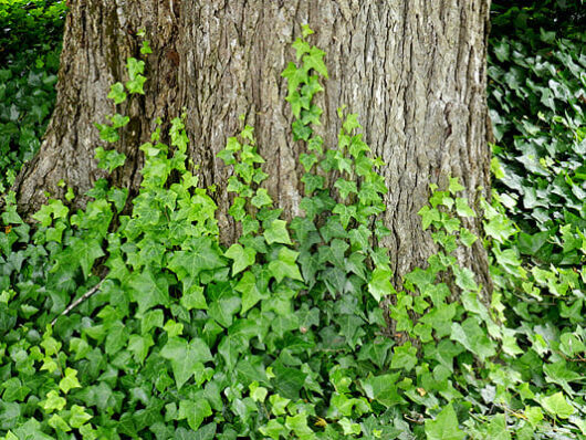 English Ivy