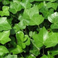 English Ivy