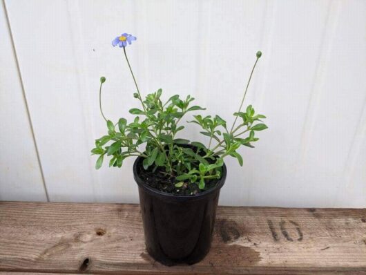 The Felicia 'Blue Marguerite Daisy' in a 6" pot features vibrant green foliage and charming blue blossoms, elegantly displayed on a wooden surface with a clean white backdrop.