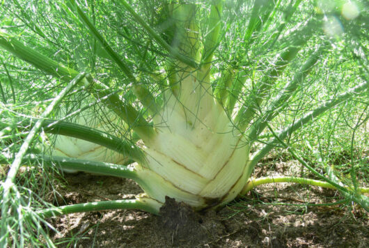 Fennel "Florence Bulbs"