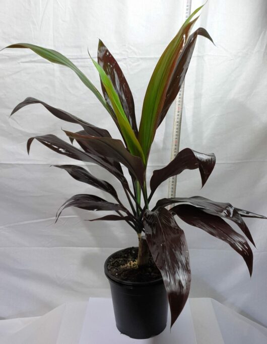 Cordyline 'Negra' 8" Pot