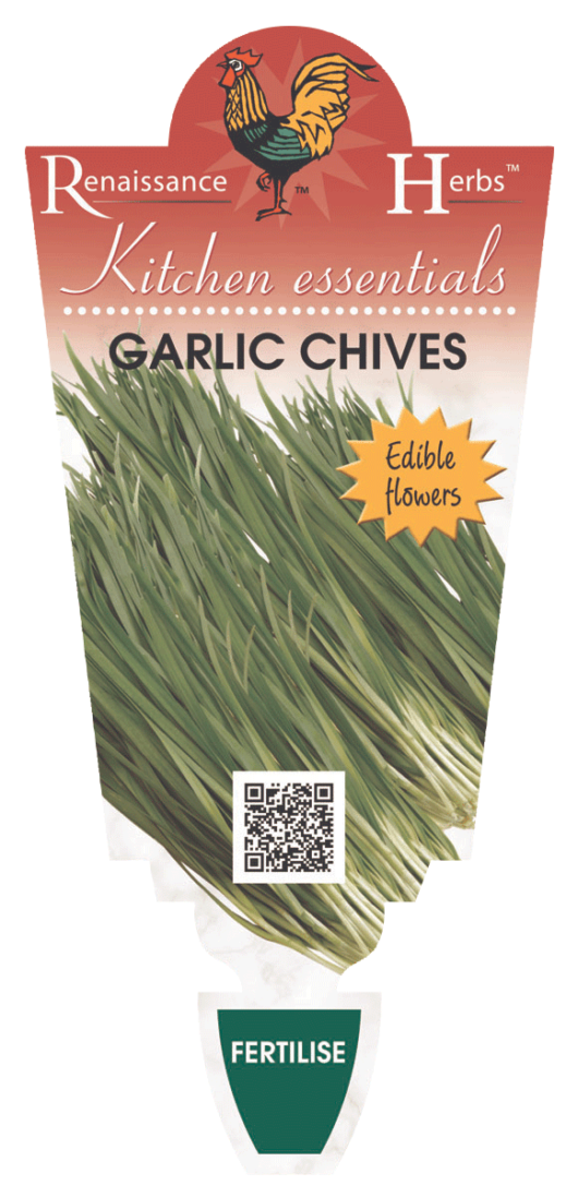 Chives 'Garlic'