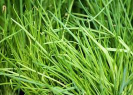 Close-up of vibrant green chive blades densely packed together.