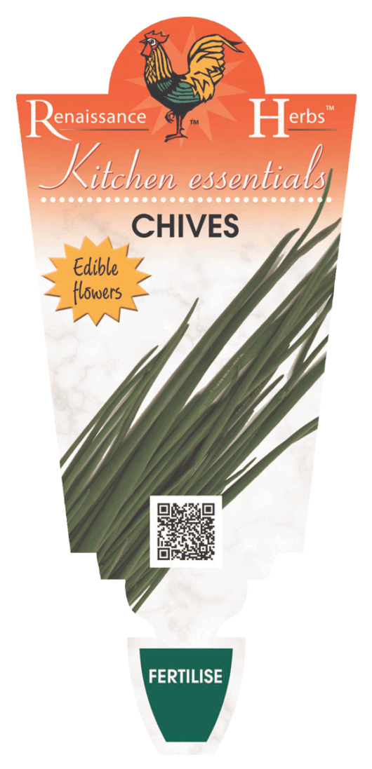 Chives 4" Pot