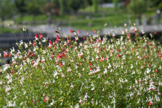 Salvia 'Hot Lips'