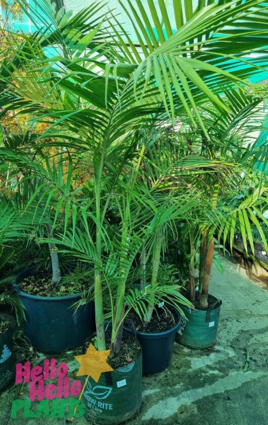 Archontophoenix 'Bangalow Palm' 16" Pot