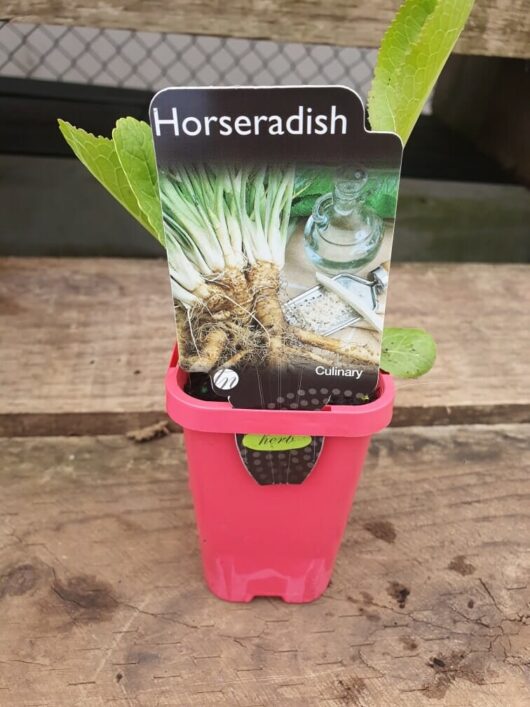 The Horseradish 3" Pot features a charming pink container adorned with a label illustrating its roots and a bottle, all beautifully displayed on a wooden surface.