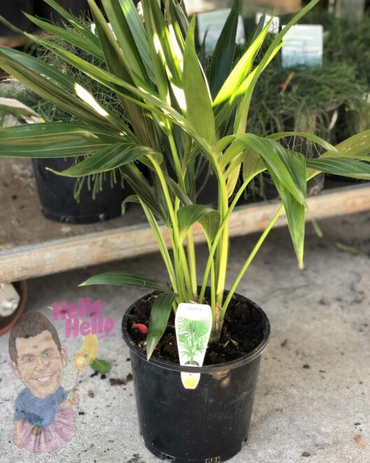 Howea 'Kentia Palm' 8" Pot displayed for sale on a concrete surface, with a plant tag and decorative stickers featuring a smiling face and the words "hello hello.