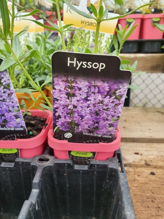 Hyssop 3" Pot plants come with labels that display their vibrant purple flowers and emphasize their medicinal uses.