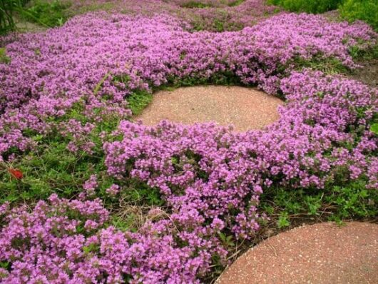 Pink Creeping Thyme