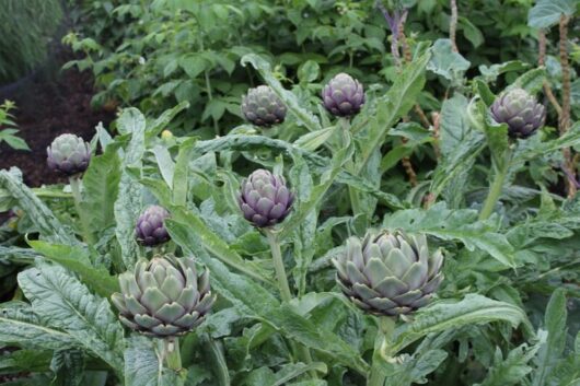 Purple Artichoke 'Purple' 3" Pot plants with mature flower buds growing in a garden.