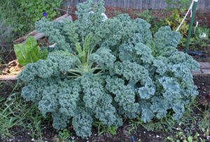 Kale Blue Ridge