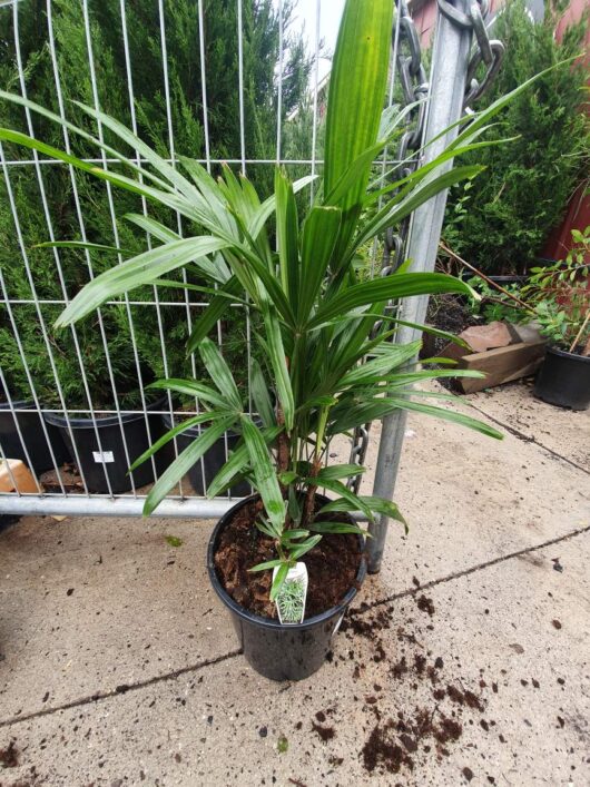 Rhapis 'Lady Palm' 10" Pot with long green leaves on a concrete surface, near a metal gate and other plants, in a garden setting.