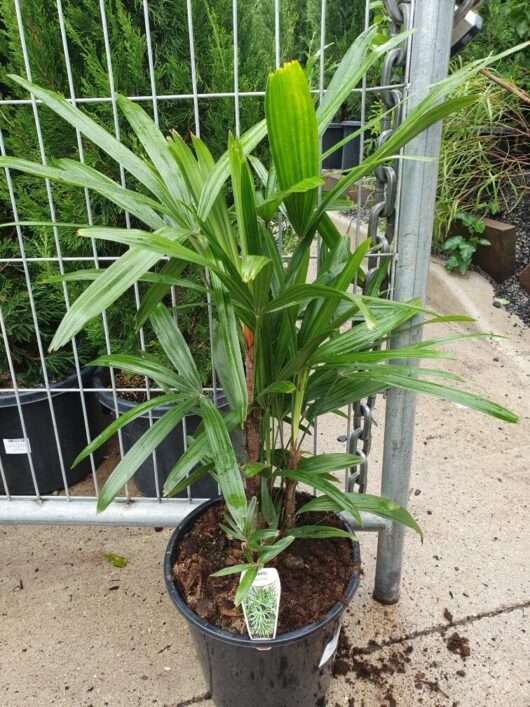 A Rhapis 'Lady Palm' 10" Pot with glossy green leaves situated next to a metal grid fence, on a wet concrete surface.