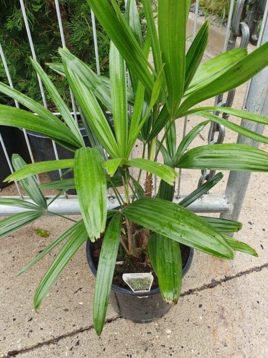 Potted Rhapis 'Lady Palm' 10" Pot with long green leaves on a concrete sidewalk next to a metal fence, with a white label affixed to the soil.