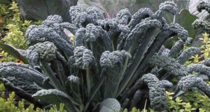 Black Toscana Kale