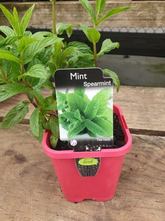 This lush spearmint plant comes in a charming pink pot, sized at 4 inches, and the label proudly states "Mint 'Spearmint.'