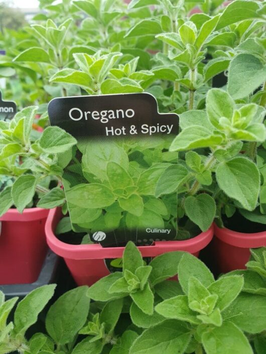 Close-up of lush oregano plants with a label reading "Oregano 'Hot and Spicy' 3" Pot," showcasing their vibrant green leaves.
