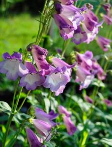 Penstemon "Alice Hindley"