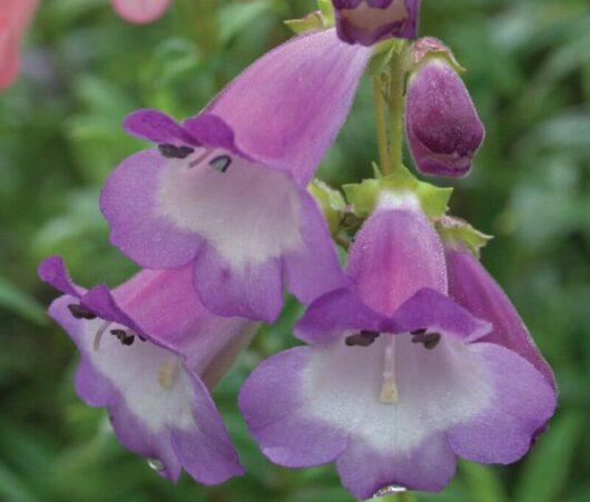 Close-up of purple Penstemon 'Alice Hindley' 6" Pot flowers with dewdrops.