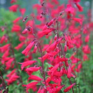 Penstemon "Dark Pink"