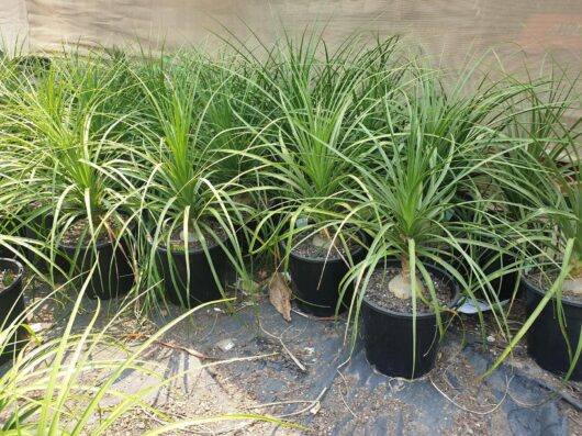 Beaucarnea 'Pony Tail Palm' 10" Pot plants arranged on a covered soil bed, displaying lush green blades in a garden setting.