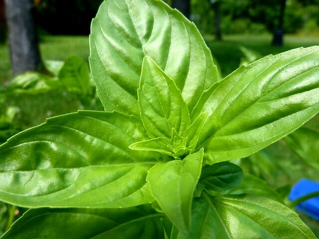 Basil Sweet 3 Pot Hello Hello Plants Garden Supplies basil-sweet-3-pot-hello-hello-plants-garden-supplies