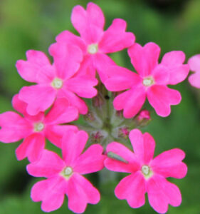 Verbena Candy Pink