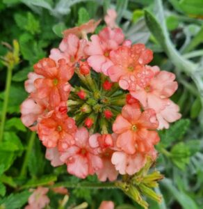 verbena almira peach