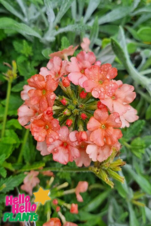 verbena almira peach 2