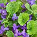 viola odorata sweet violet
