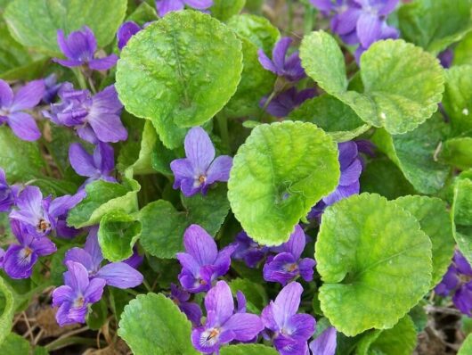 viola odorata sweet violet