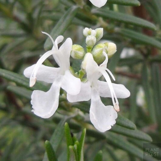 Close-up of Rosemary 'White' with green leaves in a 4" pot.