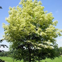 Japanese Maple "Drummondii"