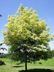 Japanese Maple "Drummondii"