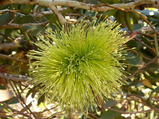 Flower Eucalyptus lehmannii Bushy Yate 6inch pot In Store @ Hello Hello Plants