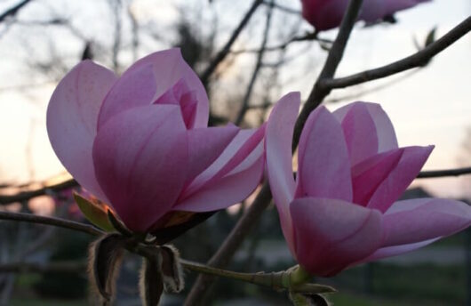 Pink Magnolia 'Sweetheart' 16" Pot blossoms in early twilight.