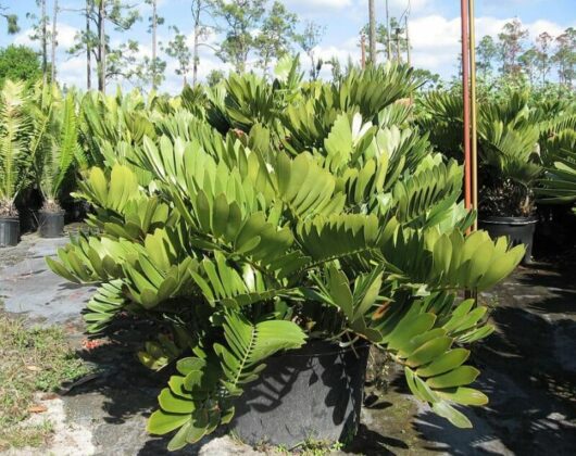 Zamia "Cardboard Cycad"