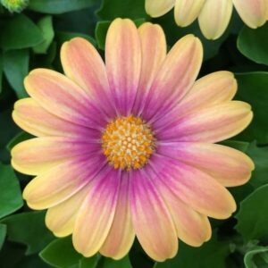 African Daisy "Blushing Beauty"