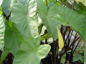 Elephant Ears "Amazon Queen"