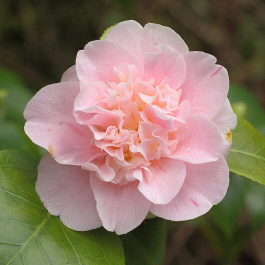 Camellia "Ardoch"