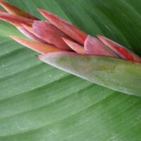 Canna "Dr Eisler"